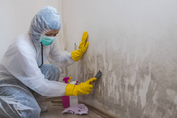 Best Toxic Mold Removal  in Hartford City, IN