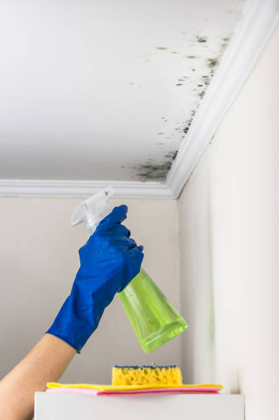 Best Crawl Space Mold Removal  in Hartford City, IN
