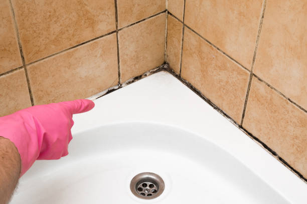 Best Black Mold Removal  in Hartford City, IN